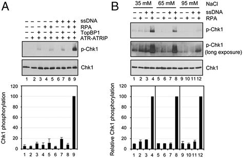 Reconstitution Of Rpa Covered Single Stranded Dna Activated Atr Chk