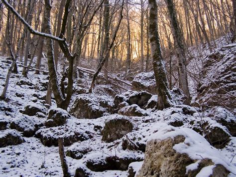 Images Gratuites arbre la nature forêt région sauvage branche