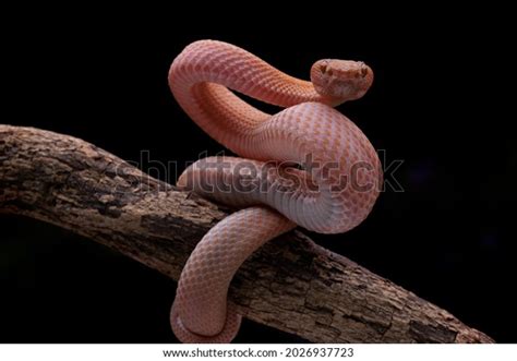 73,202 Poisoners Snake Images, Stock Photos & Vectors | Shutterstock