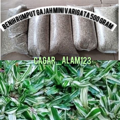 Jual Peromo Benih Rumput Gajah Mini Varigata Gram Shopee Indonesia