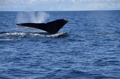 Drake Bay Whales And Dolphins Watching Tour Getyourguide