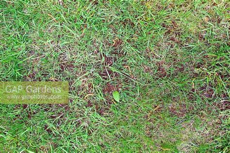 GAP Gardens - Patch of lawn showing dead moss after moss killer applied ...