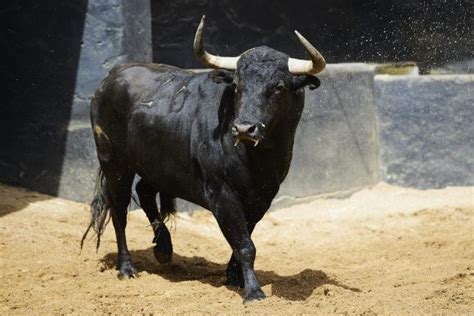 Orden De Lidia De Los Toros De Victoriano Del R O Toros De Cort S