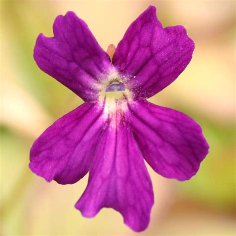 Pinguicula Laueana Cp X Emarginata Mexican Butterwort Curious Plant