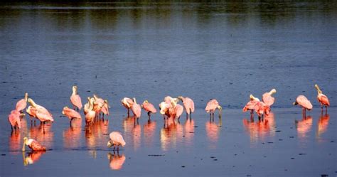 Sanibel Island Wildlife Refuge: Top Endangered Species