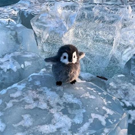 Baby penguins are the most adorable : r/babyanimals