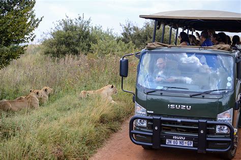 discover  beauty  wildlife   bothongo rhino  lion nature