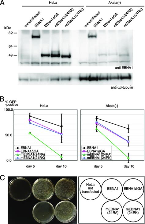 Plasmid Maintenance Activities Of Ebna1 Aa Substitution Mutants