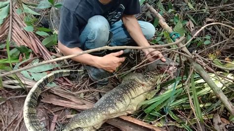 Virgon Menaklukan Biawak Raksasa Penghuni Sungai Kapuas Kalbar Youtube