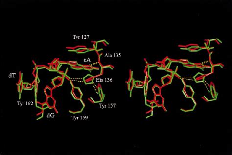 Superimposition Of The E A DNA APNG Active Site From The Crystal