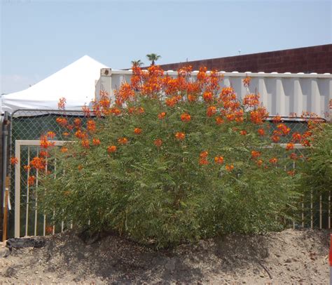 Caesalpinia Pulcherrima Barbados Flower Fence Barbados Pride Dwarf