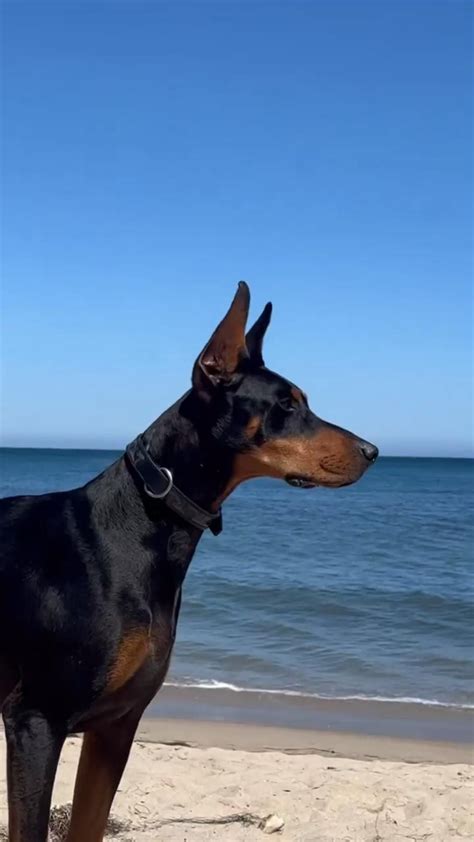 15 Cool Doberman Pinschers That Will Make You Happy And Make You Smile