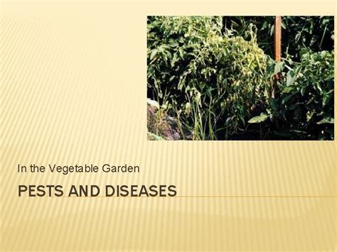 In The Vegetable Garden Pests And Diseases Diseases