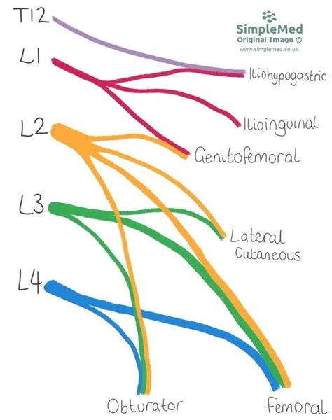 Lumbar Plexus Nerve Dermatomes - Dermatomes Chart and Map