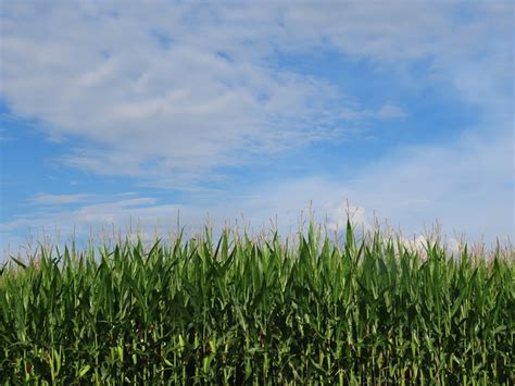 Ladang Jagung Wallpaper Jendela Foto Gratis Di Pixabay Pixabay