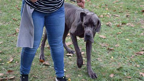 Great Dane Information And Dog Breed Facts