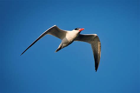 Tern In Flight Photograph By Tj Baccari Pixels