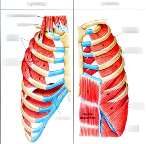 Muscles Of Respiration Diagram Quizlet