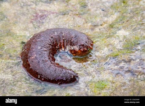 Class Concentricycloidea