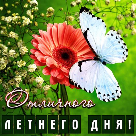 Летние открытки и картинки с Пожеланиями