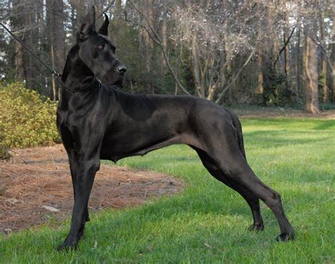 Doberdane (Great Dane and Doberman Mix) | Great Dane