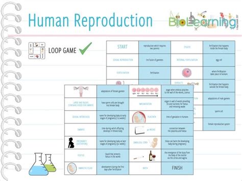 Human Reproduction Loop Game Ks3 By Anjacschmidt Teaching Resources