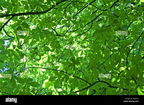 wooded canopy view  res stock photography  images alamy