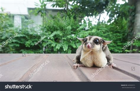 Fat Sugar Glider Garden Stock Photo 649458721 | Shutterstock