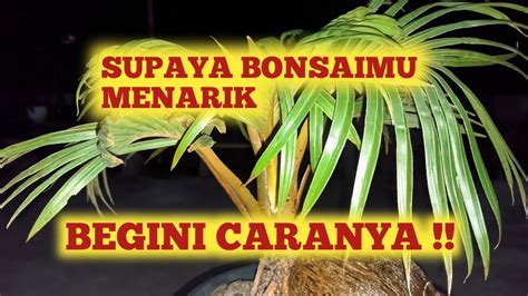 Perawatan Cek Akar Dan Pindah Media Bonsai Kelapa Video Bonsaikelapa