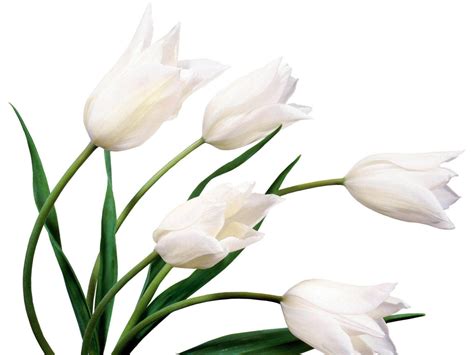 HD Wallpapers: White Tulip Flowers