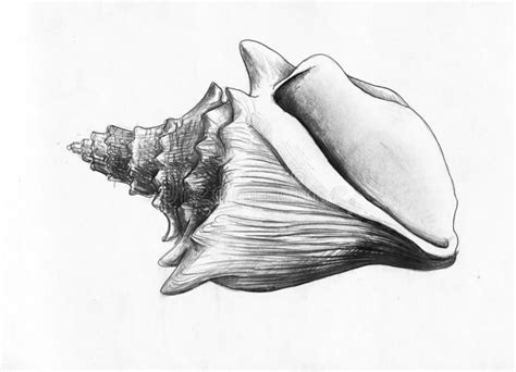 Seashell Drawing Realistic Drawing Shell Pen Drawings Ink Seashell