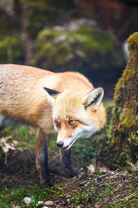 Fundo Raposa Vermelha Vulpes Vulpes Animais Selvagens Caça Desonesta