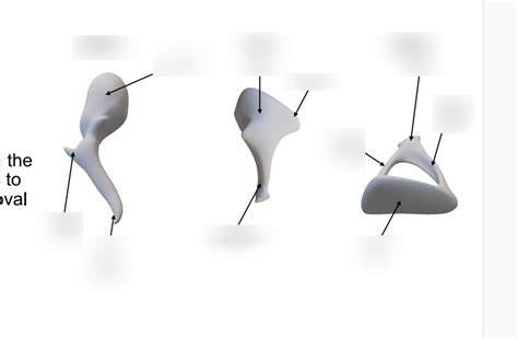 Ossicles 2 Diagram Quizlet