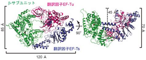 ウイルスrna合成酵素と宿主翻訳因子との複合体の構造を解明－新たな抗rnaウイルス薬開発へ期待－