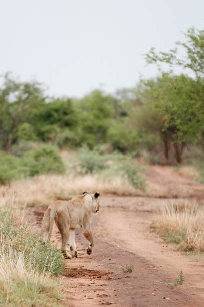 370+ Lion Back View Stock Photos, Pictures & Royalty-Free Images - iStock