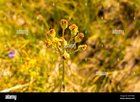 Sulphur Buckwheat Eriogonum Umbellatum Closeup Little Firehole
