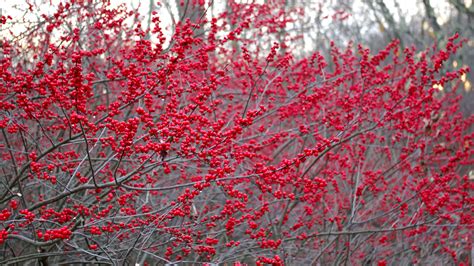 What are the Beautiful Red Berries by the Road? - LAND DESIGNS ...