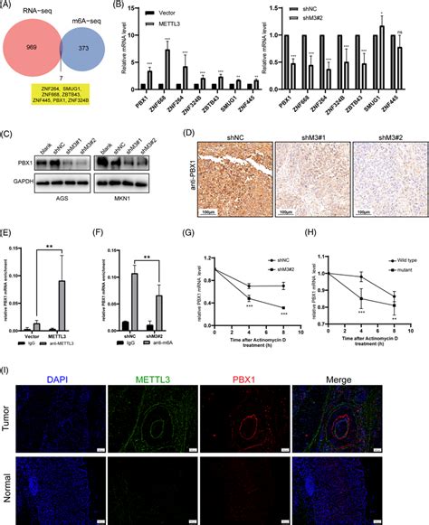 Mettl Mediated M A Modification Of Pbx Mrna Maintains Stability A