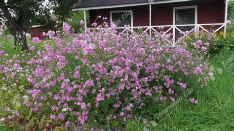 Malva Alcea Ruusumalva Tommolan Tila