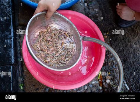 Palolo Worms Hi Res Stock Photography And Images Alamy