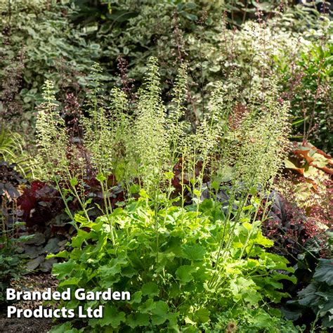 Heuchera Rex Lime Thompson Morgan