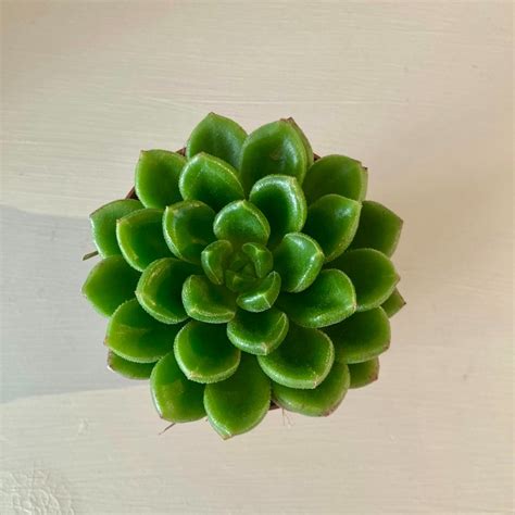 Echeveria Afines Pot De Cm Coclicoh