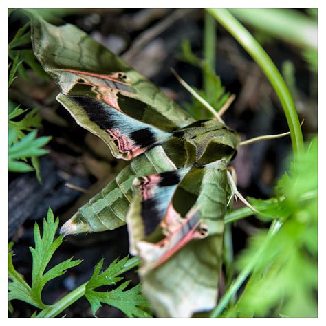 Eumorpha pandorus - (Pandora sphinx moth) : r/M43
