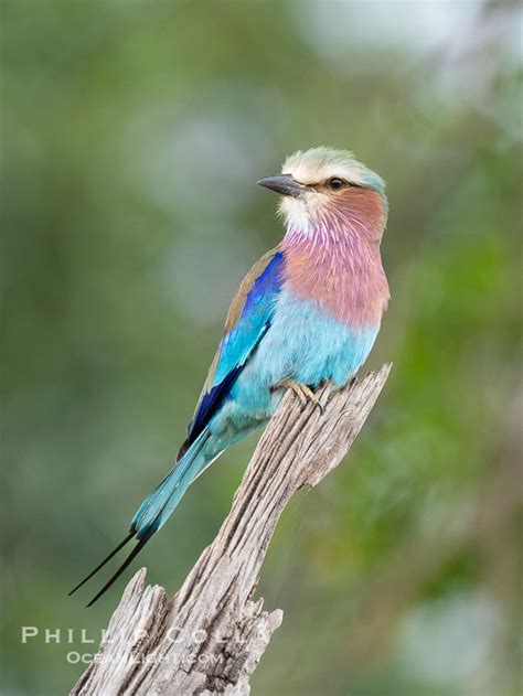 Lilac Breasted Roller Coracias Caudatus Kenya Natural History