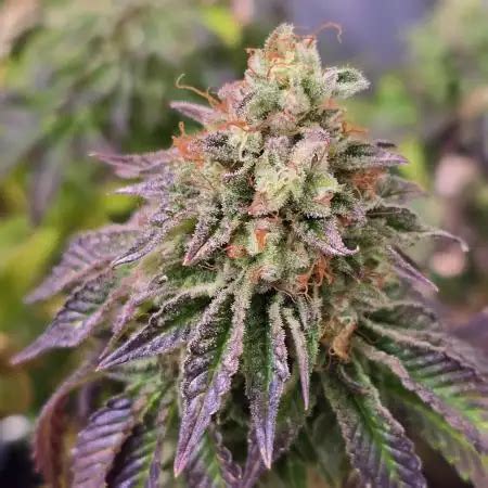 Ice Cream Cake Strain Info Ice Cream Cake Weed By Barney S Farm