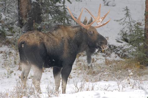 Moose Alces Alces Photo Yellowstone National Park Wyoming 19682