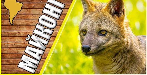 Майконг | Пикабу
