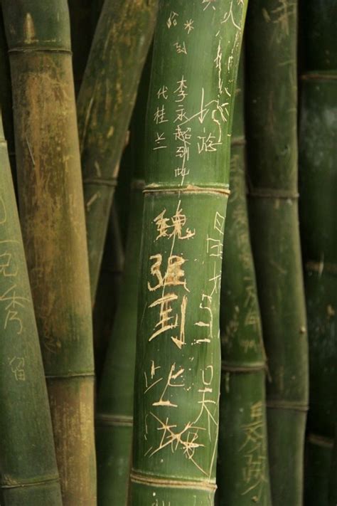 Bamboo Bamboo Green Aesthetic Chinese Aesthetic