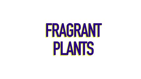 Fragrant Flowers & Plants – BUDGET WHOLESALE NURSERY SYDNEY