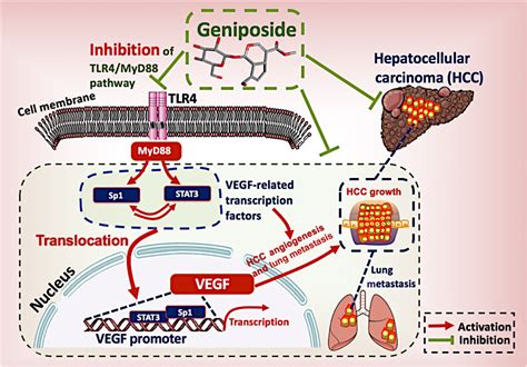 Direct Inhibition Of The TLR4 MyD88 Pathway By Geniposide Suppresses